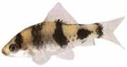 Barbus melanympyx Melarympyx barbuto