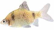 Barbus nigrofasciatus Barbuto