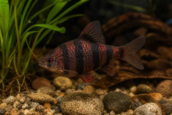 Barbus nigrofasciatus (Barbuto)