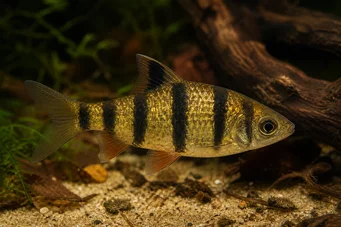 Barbus pentazona johorensis (Barbuto a cinque bande)