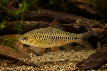 Barbus roloffi (Roloffi barbuto)