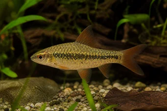 Barbus sachsi (Barbuto)