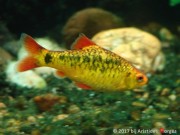 Barbus schuberti Schuberti barbuto