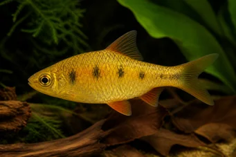 Barbus semifasciolatus (Ottone barbuto)