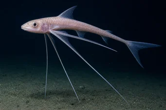 Bathyptérois bigelowis (Pesce treppato)