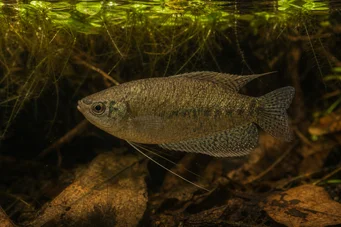 Belontia signata Macropode Ceylon