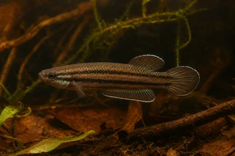 Betta trifasciata (Combattente)
