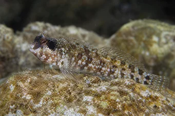 Blennius nigriceps (Nero -testa)