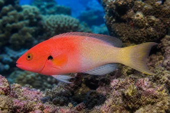 Bodianus axillaris Tamarindo
