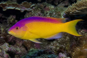 Bodianus rufus Latero spagnolo