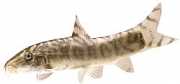 Botia lohachata Loche reticolato