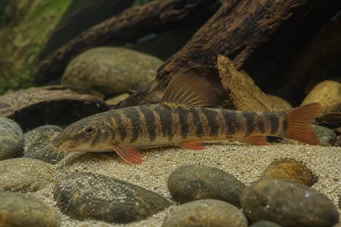 Botia rubripinnis (Loche verde)