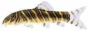 Botia striata Loche striata