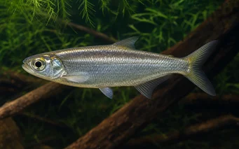 Bryconops affinis Bryconops affusolati