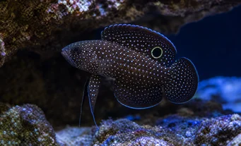 Calloplesiops altivelis Cometa