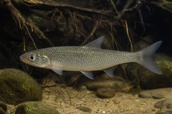 Capus commus (Carpa comune)