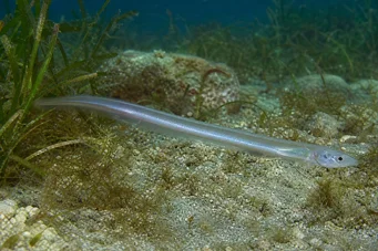 Carapus acus Fidanzata