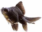 Carassius auratus telesc... Telescopio