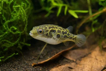 Carinotetraodon somphongsi Carnotetraodon Somfongsi