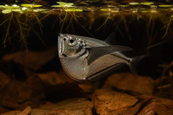 Carnegiella myersi