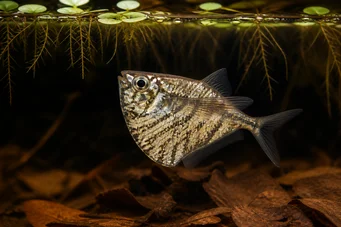 Carnegiella strigata strigata (Marmorizzato)