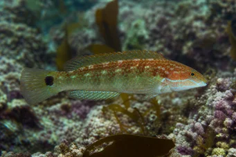 Centrolabus melops (Crenilabra comune)