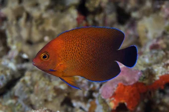 Centropyge ferrugatus (Angelo nano ruggine)