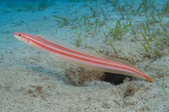 Cepola rubescens (Trenia Fish)