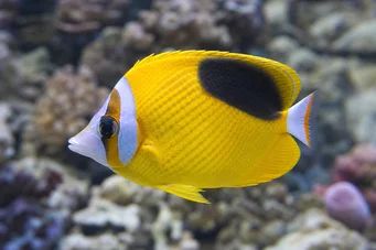 Chaetodon ephippium Pesce di papillon del punto nero