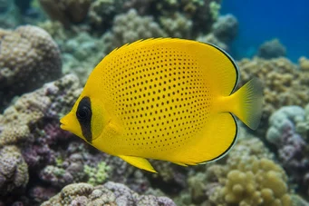 Chaetodon miliaris Frolla di limone