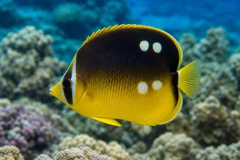 Chaetodon quadrimaculatus (Quattro punti)