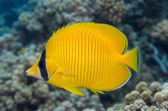 Chaetodon semilarvatus (Pesce-pesce)