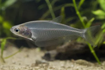 Chanda ranga (Pesce vetro)