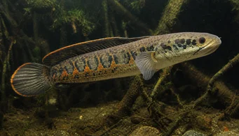 Channa micropeltes (Testa di serpente)