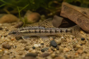 Characidium brevirostre CHARDACIDIO SHORT -NOSE