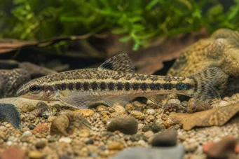 Characidium fasciatum Characidium affascinato