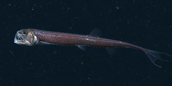 Chauliodus sloani (Viper navale)