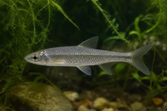 Chela dadiburjori (Dadi)