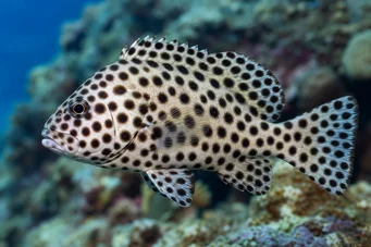 Chromileptis altivelis (Grace Kelly Gruuper)