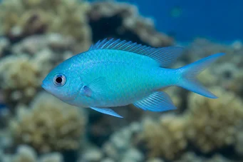 Chromis caerulea (Chromis verde)