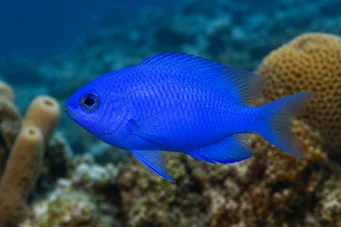 Chromis cyanea Giovane blu