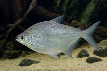 Citharinus citharus (Merda posteriore in alto)