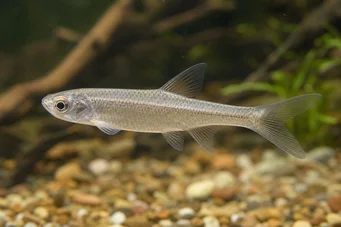 Coelurichthys microlepis Tetra Crutor con piccole scale, Barberos