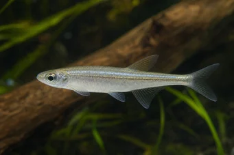 Coelurichthys tenuis (Tetra detenuto, Tetra-Barberos)