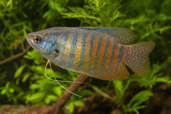 Colisa fasciata (Pacchetto gigante)
