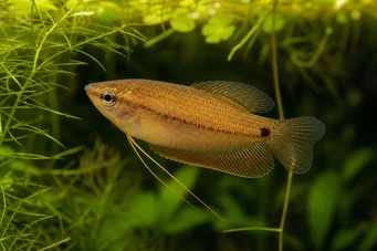 Colisa sota