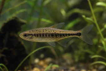 Copeina guttata (Rewded Copéina)