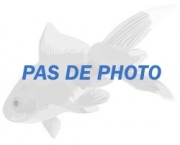 Copella arnoldi Charain Droser