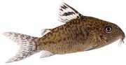 Corydoras elegans Corydora armate