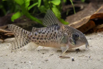 Corydoras latus (Corydoras con riflessione)